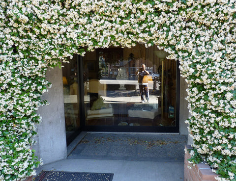 Chinese Jasmine Or Trachlespermum Jasminoides Information Budget Wholesale Nursery Sydney