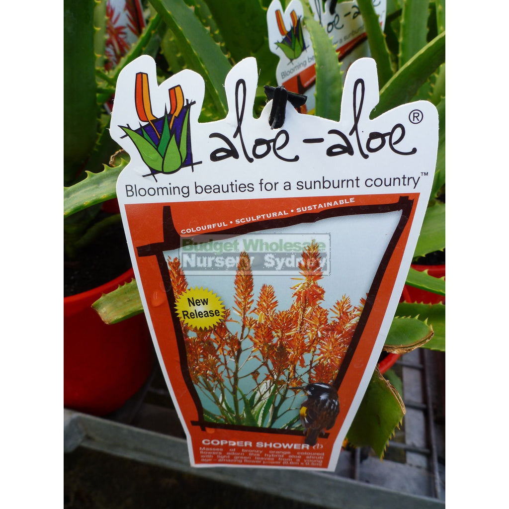 Aloe Species 175mm Pots Budget Wholesale Nursery Sydney