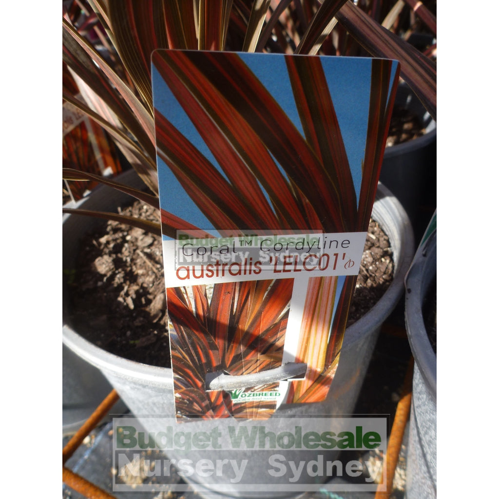Cordyline australis Coral NZ Cabbage Tree 200mm Pot ...