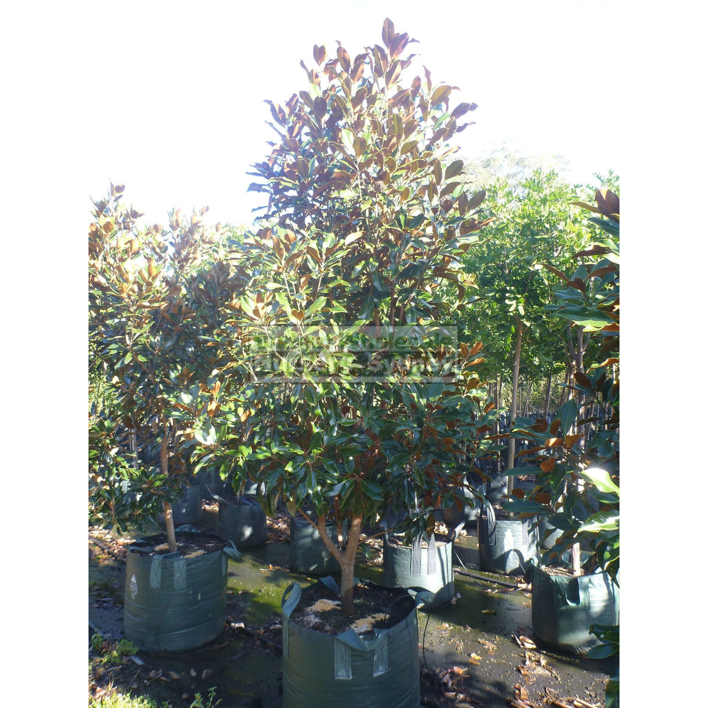 Magnolia Kay Parris 100Lt bag Budget Wholesale Nursery