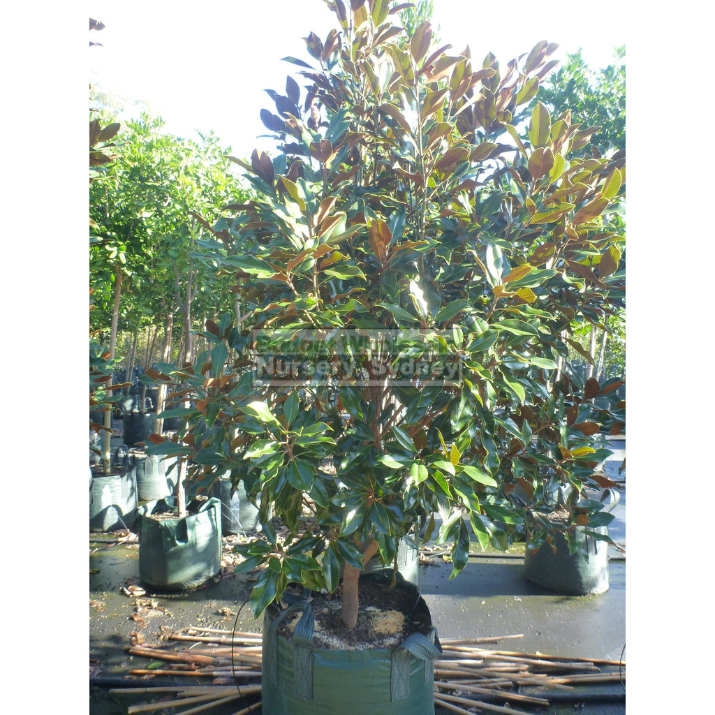 Magnolia Kay Parris 100Lt bag Budget Wholesale Nursery