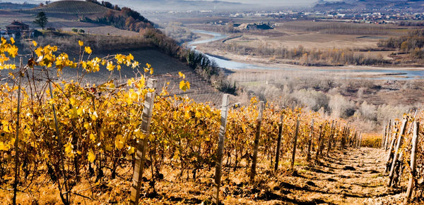 Langhe vineyard seen by Barbaresco Piedmont with Tanaro river on background