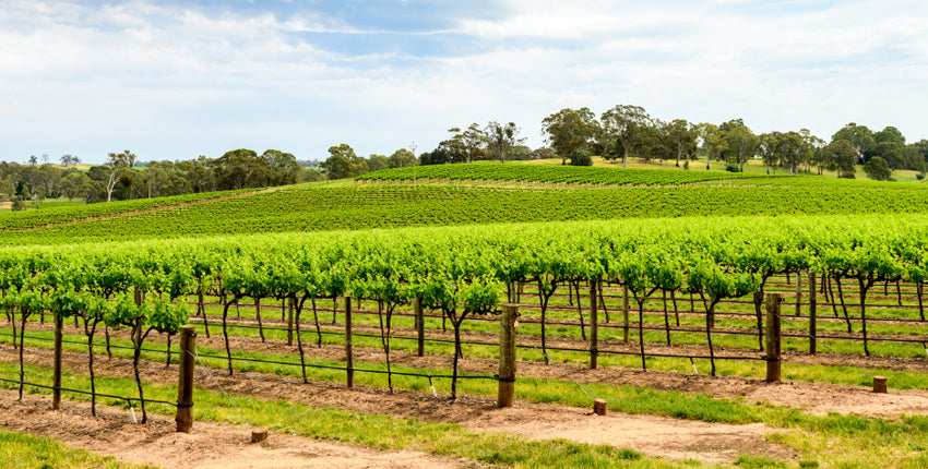 Barossa Valley