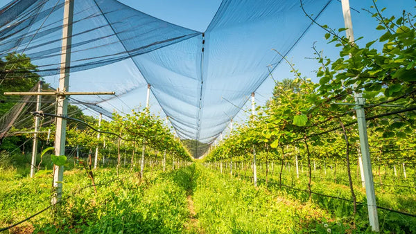  Italy, Garda, Wine Field