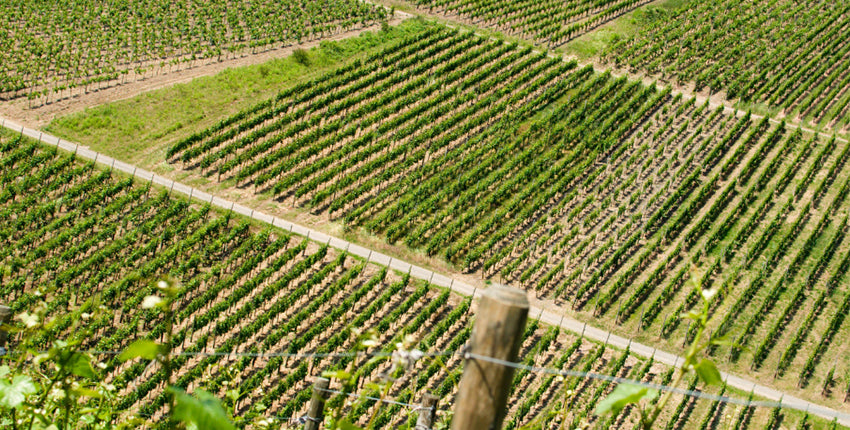 German vineyards