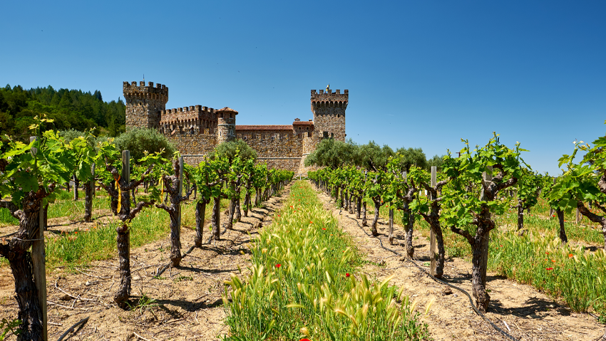 Southern California vineyard