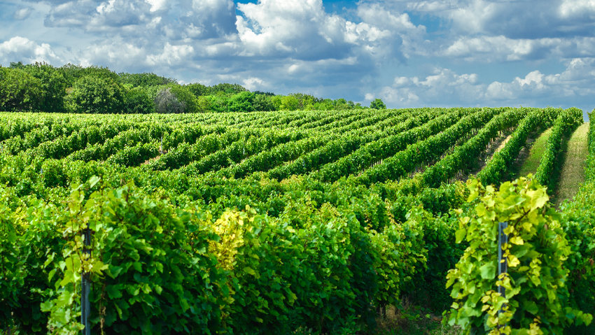 Hungarian vineyard