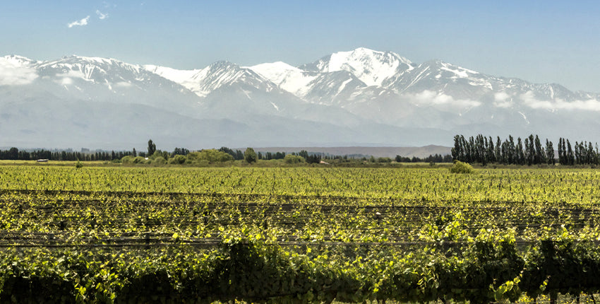 Mendoza Winery1