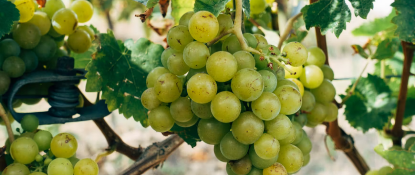 grapes of wine region