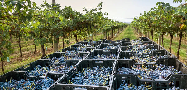 Grape harvest loaded in plastic crates in a Italian vineyard