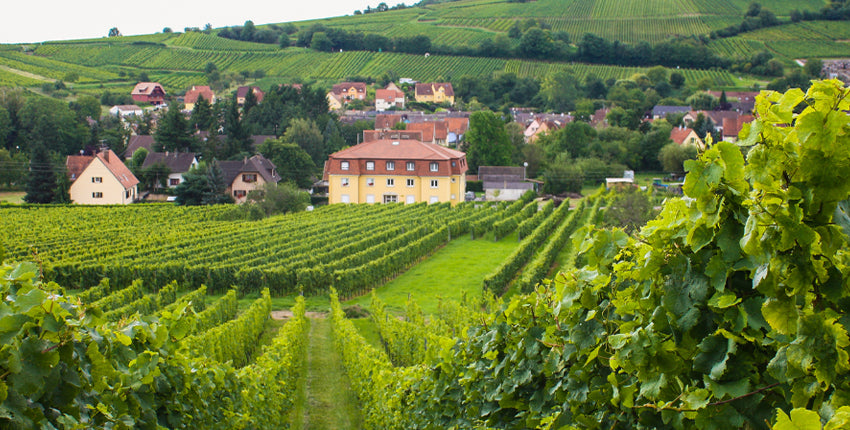 Vineyards Alsace