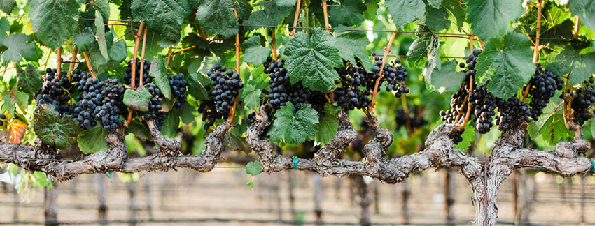 grape varieties in Napa Valley