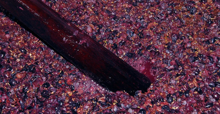 wine maceration