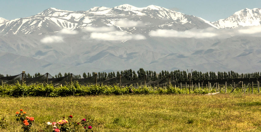 mendoza1