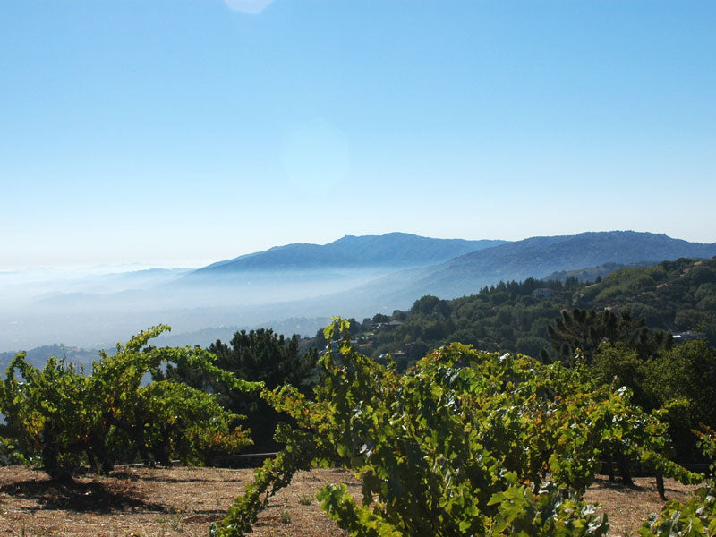 Monte Bello, Ridge Vineyard