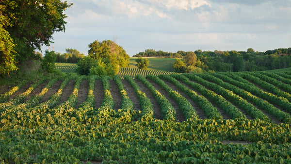 Oakville Vineyard