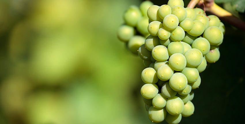 sauvignon-blanc-white-wine-grapes-vineyard-bordeaux-france-closeup