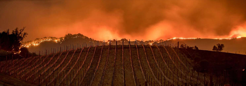 napa valley wildfires smoke taint