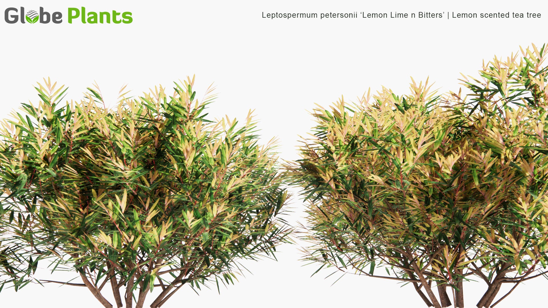 Lemon Scented Tea Tree – Leptospermum Petersonii – IndigiGrow