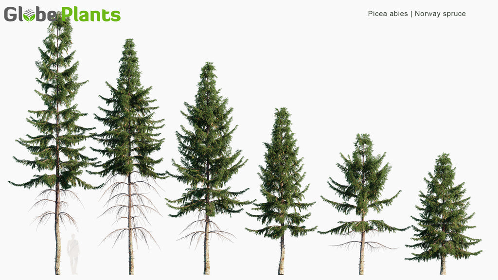 Picea Abies Norway Spruce 3d Model Globe Plants