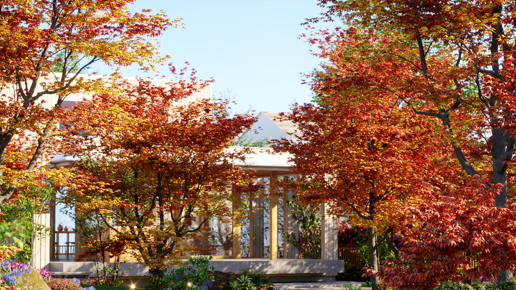 Japanese Maple