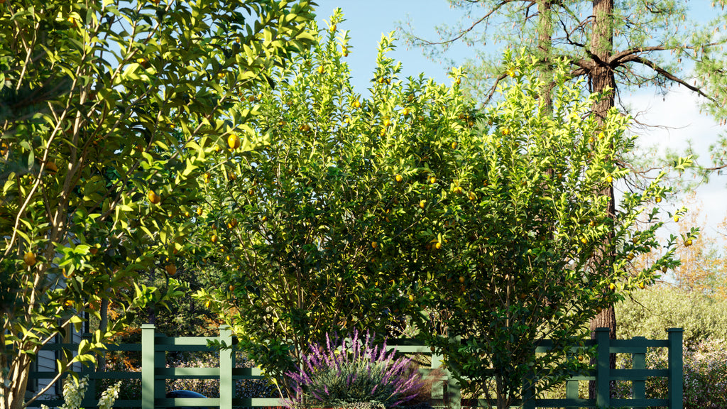 A vibrant outdoor scene featuring a group of Citrus limon trees with abundant green foliage and yellow lemons. The trees are positioned behind a green wooden fence, with a planter of purple flowering plants in front. In the background, tall pine trees are visible under a bright blue sky, adding to the lush, natural setting.