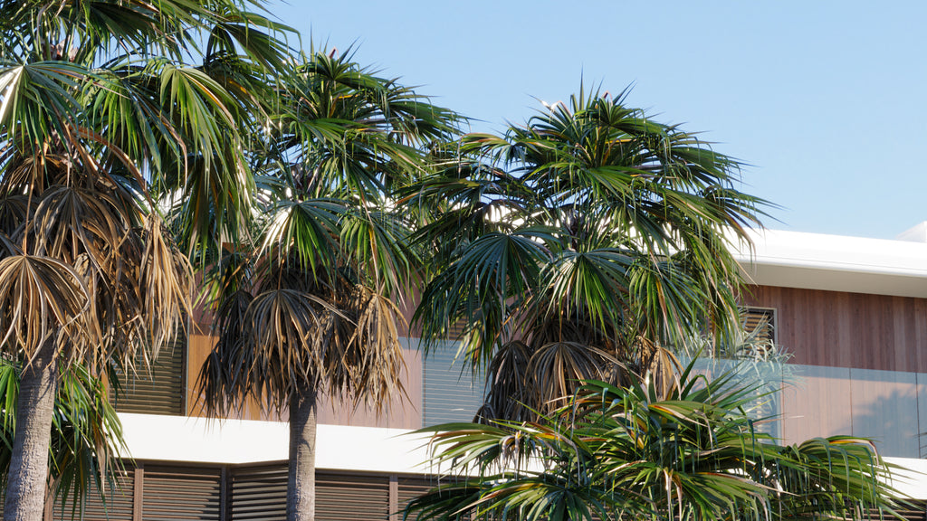 Globeplants Washingtonia Robusta