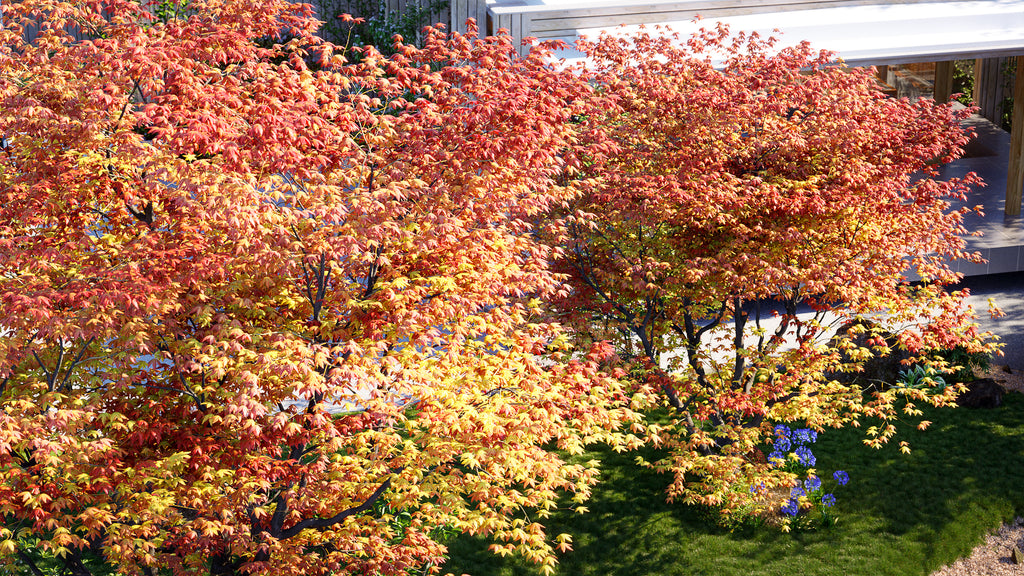 Japanese Maple