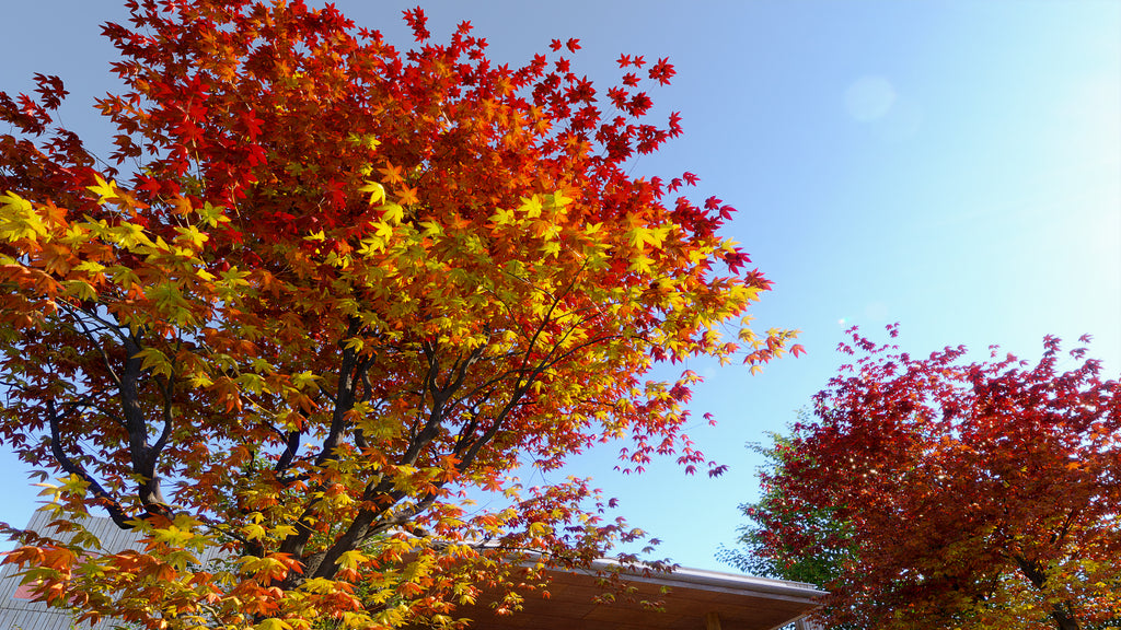 Japanese Maple