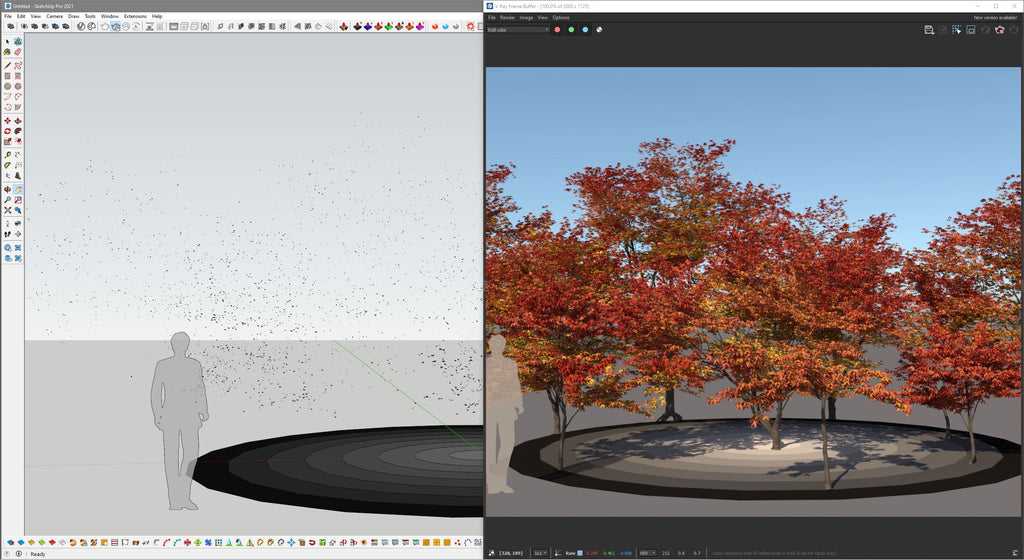 Japanese Maple SketchUp