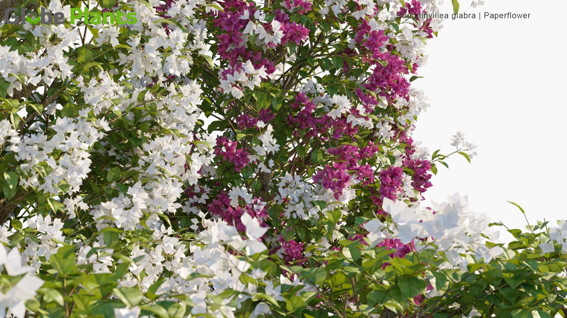 Glabra bougainvillea Bougainvillea glabra