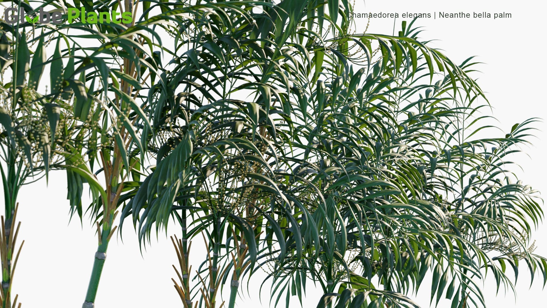 Chamaedorea Elegans Neanthe Bella Palm Parlour Palm 3d Model Globe Plants
