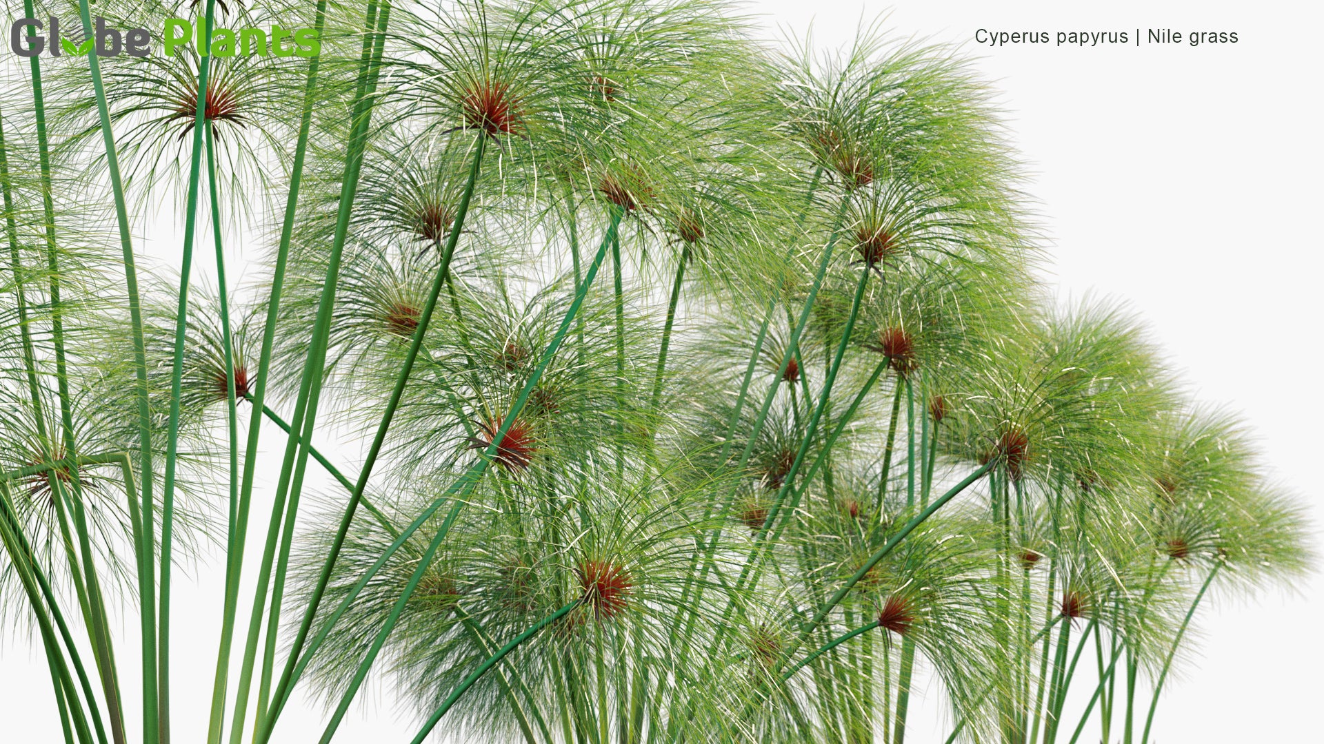 paper reed plant