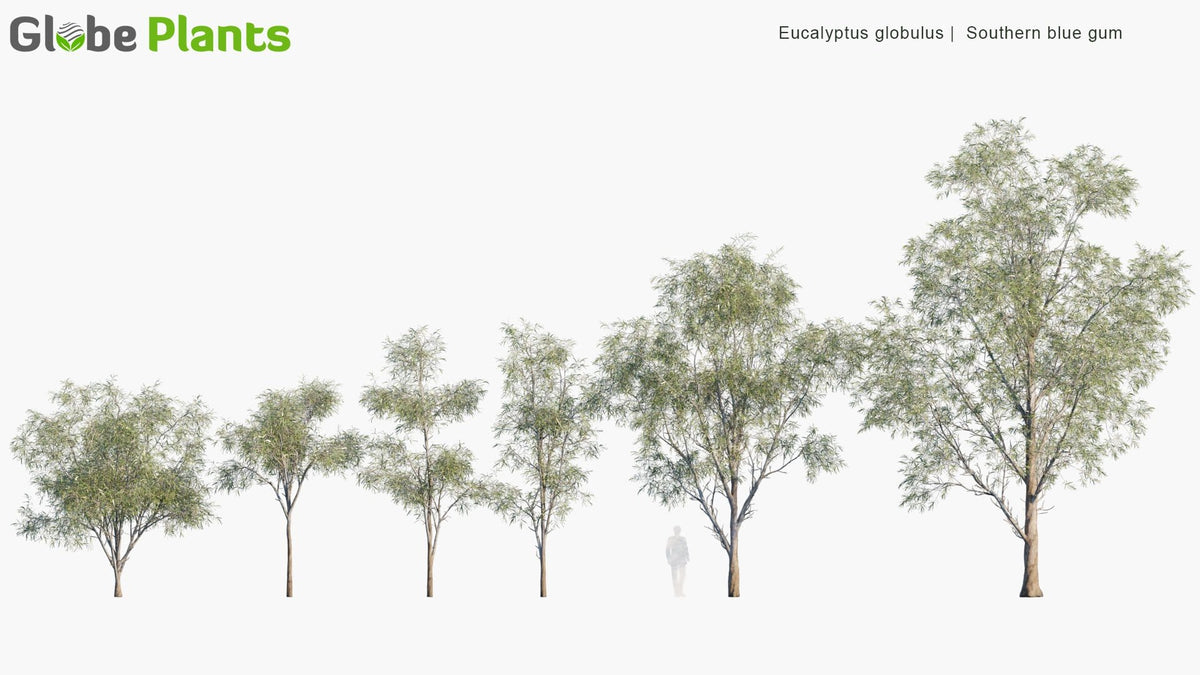 Eucalyptus Globulus - Southern Blue Gum 3D Model – Globe Plants