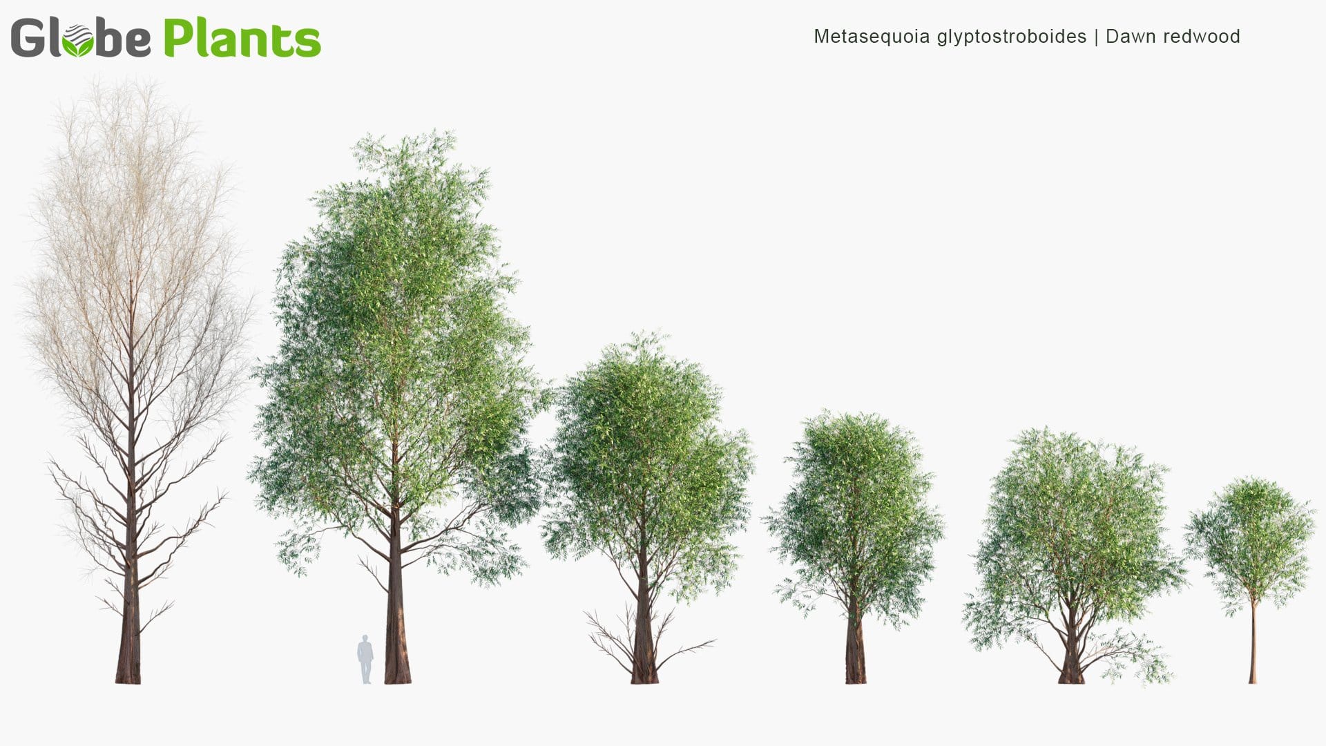 adding depth to metasequoia rsps