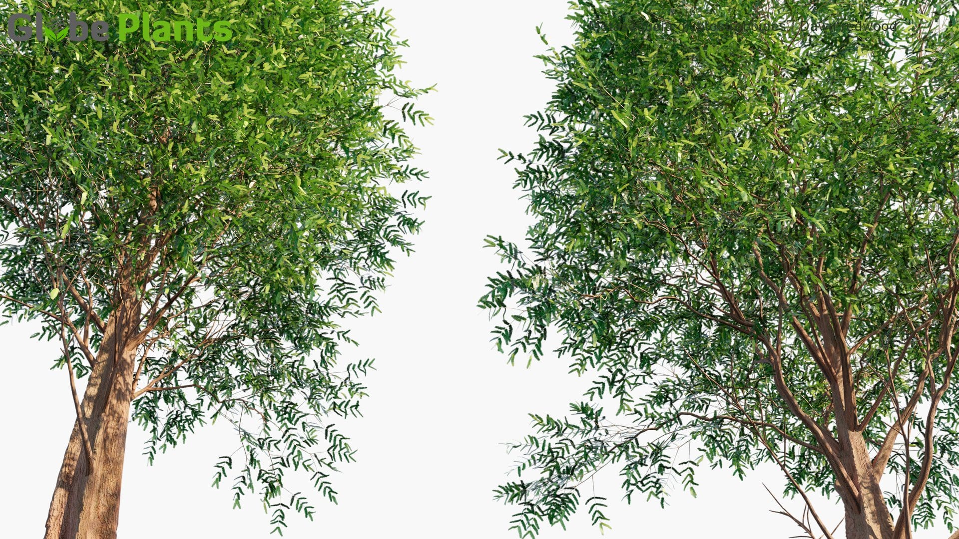 metasequoia vs blender