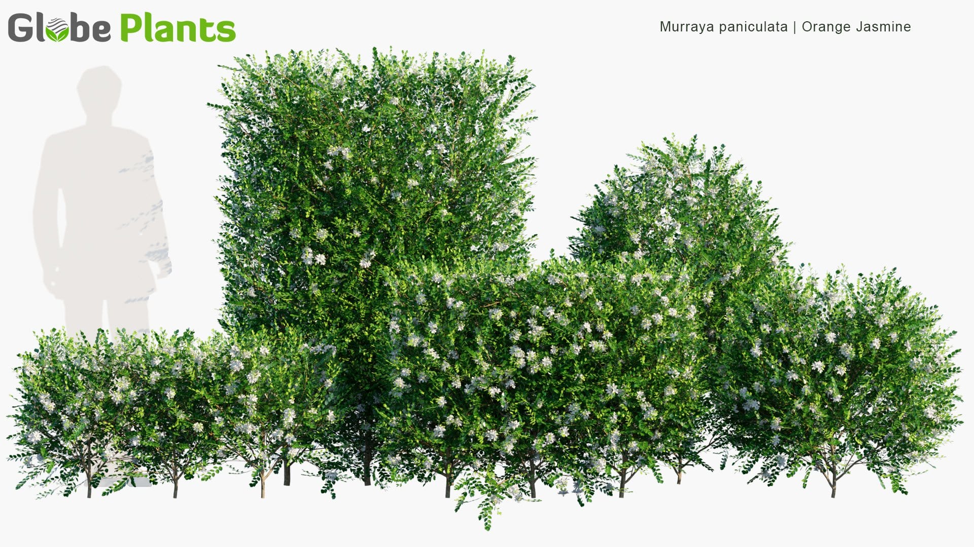 Murraya Paniculata - Orange Jasmine, Chinese Box, Mock Orange 3D Model