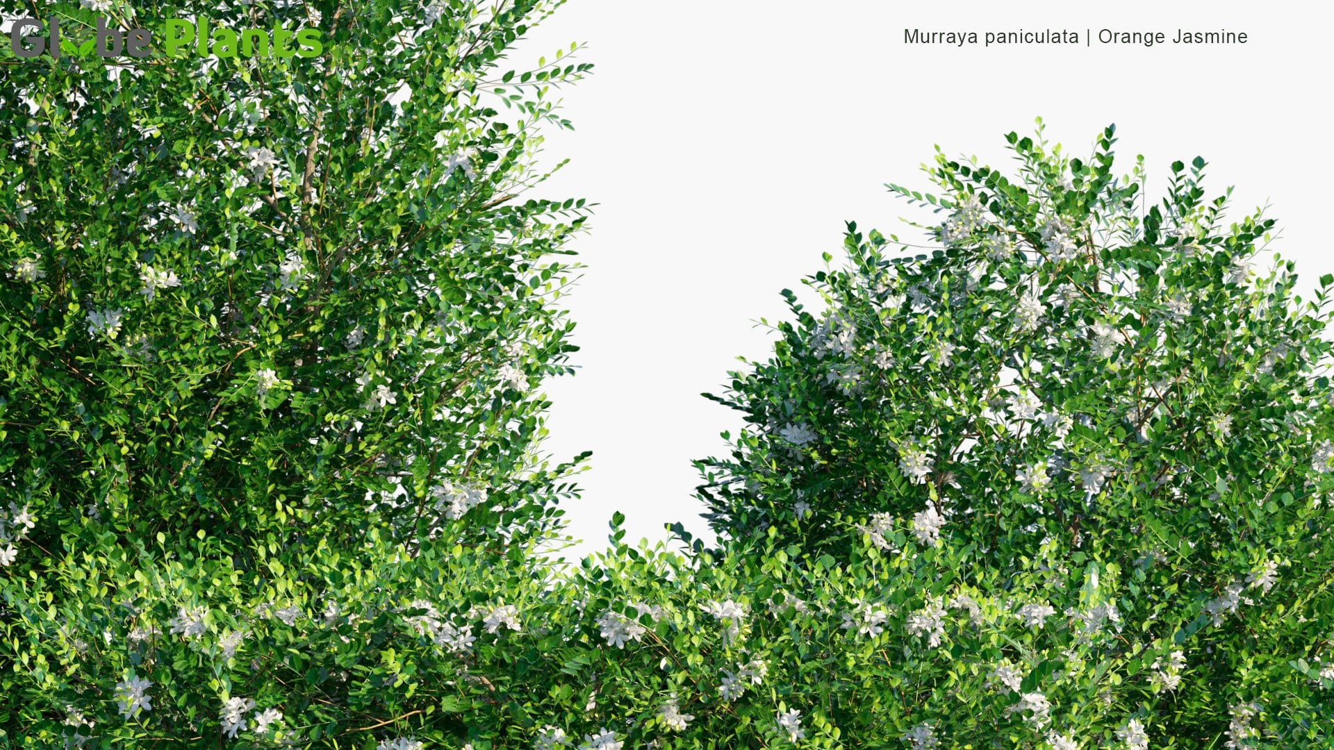Murraya Paniculata - Orange Jasmine, Chinese Box, Mock Orange 3D Model