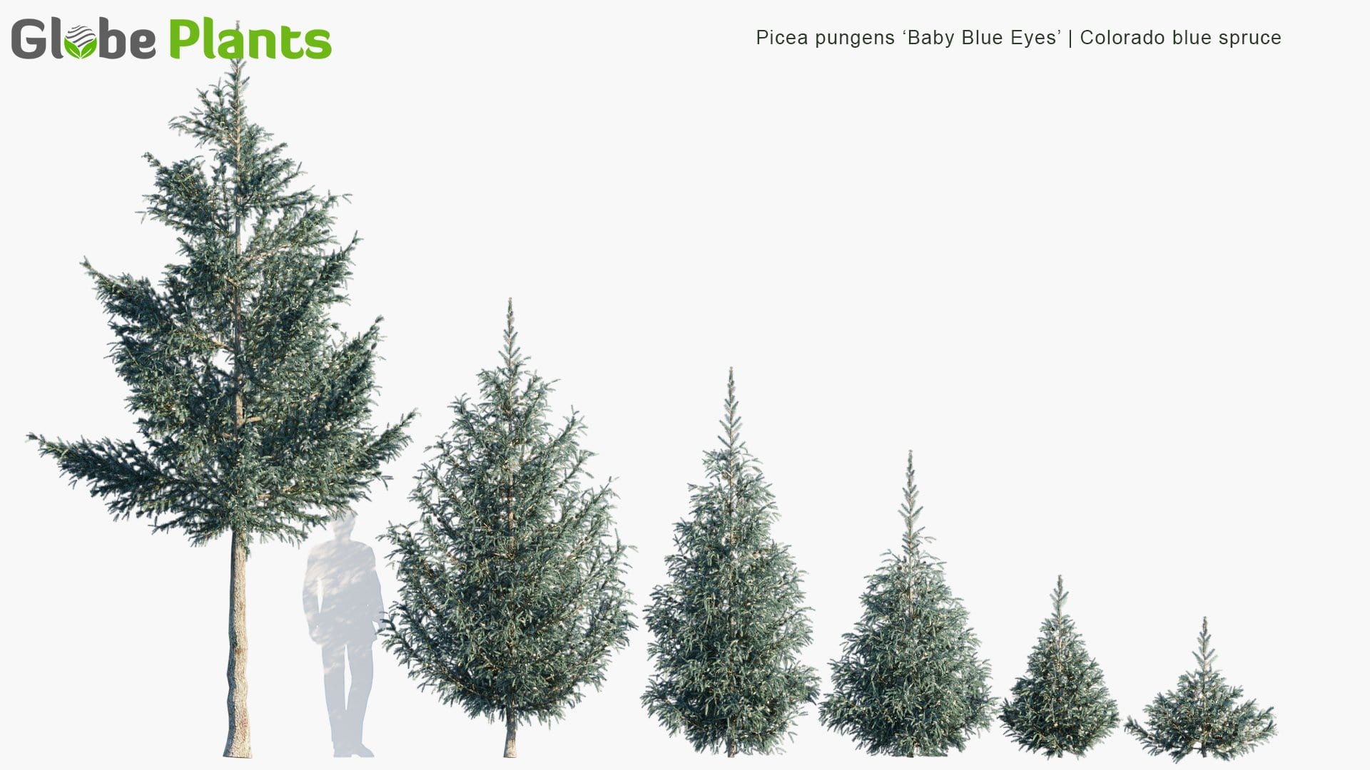 Picea Pungens Baby Blue Eyes Colorado Blue Spruce 3d Model