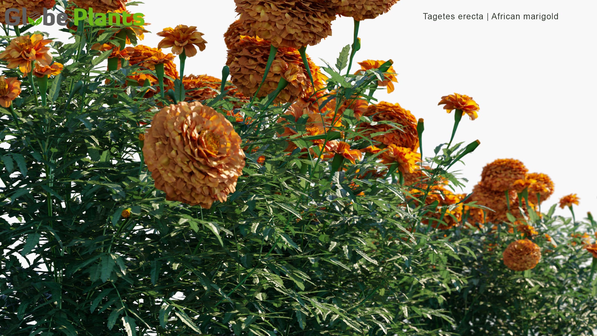 Tagetes Erecta - Aztec Marigold, Mexican Marigold 3D Model