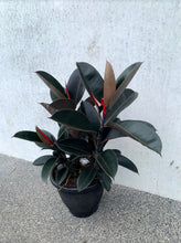 Load image into Gallery viewer, Rubber Plant - Black Knight
