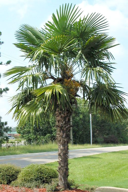 Chinese_Windmil_Palm_518x.jpg?v=15748942