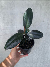 Load image into Gallery viewer, Rubber Plant - Black Knight