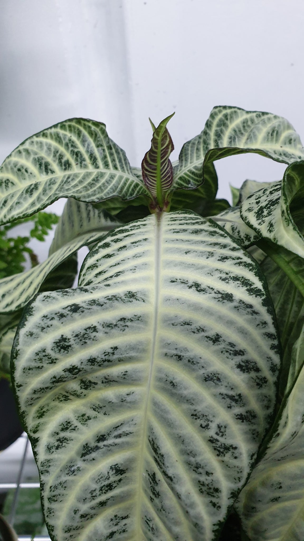 zebra plant care nz