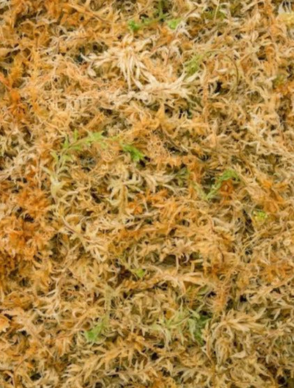 download sphagnum moss