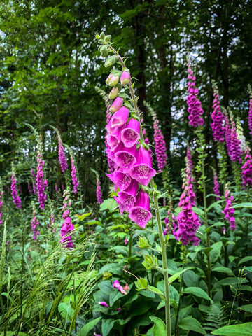 Foxglove