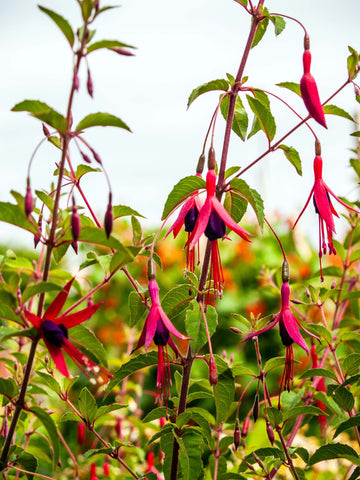 Fuchsia