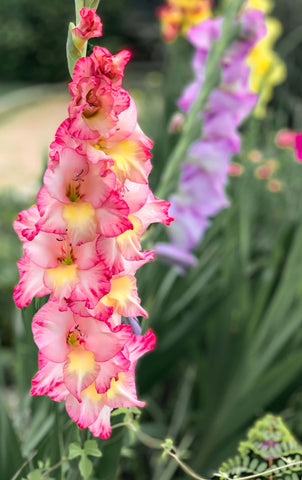 Gladiolus