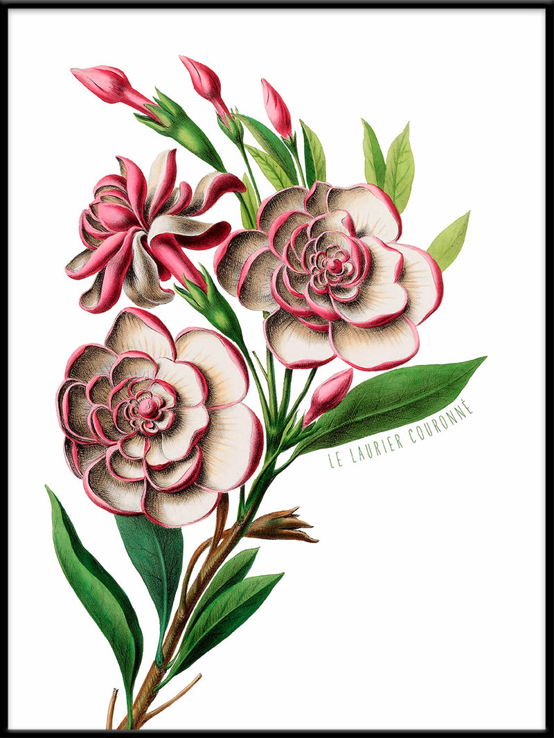 damask rose coloring pages