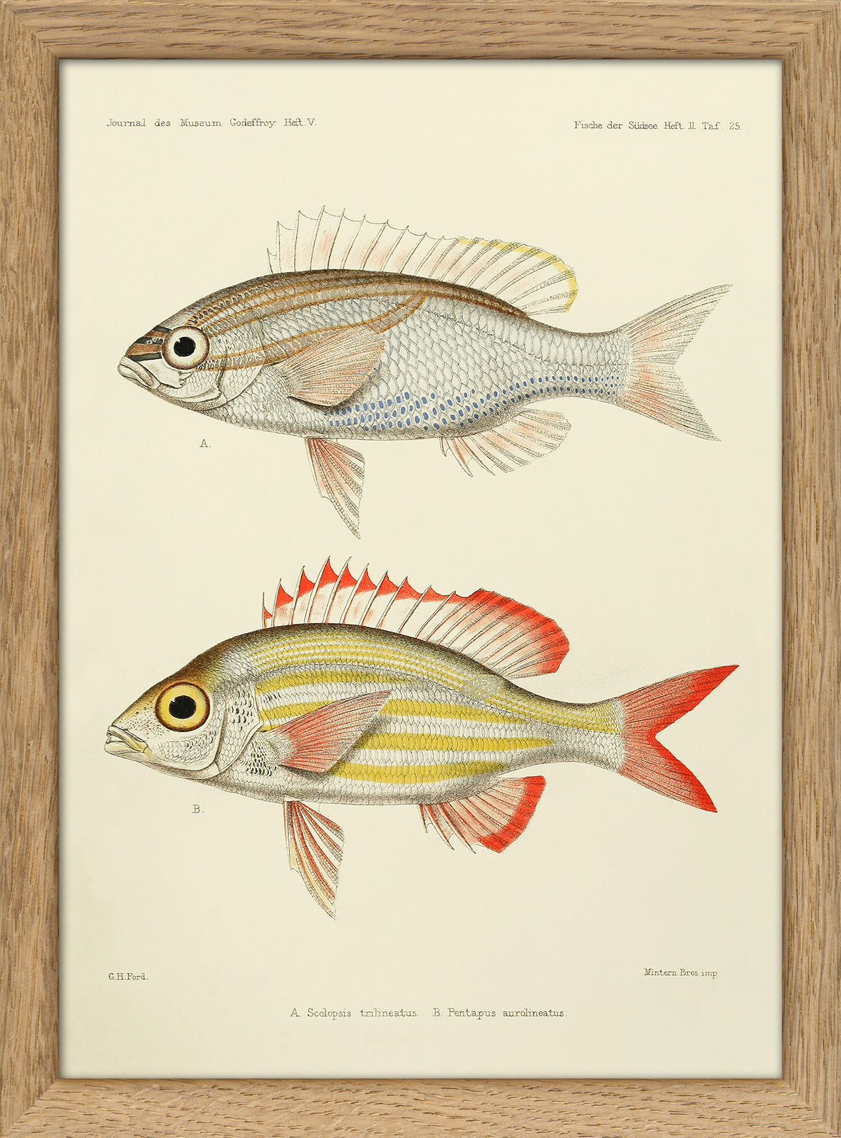 Threelined Monocle Beam (Scolopsis Trilineatus) and Yellow Striped Squ ...